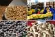 Tình hình sản xuất – xuất khẩu các nông sản chủ lực của Việt Nam đến tháng 11/2016